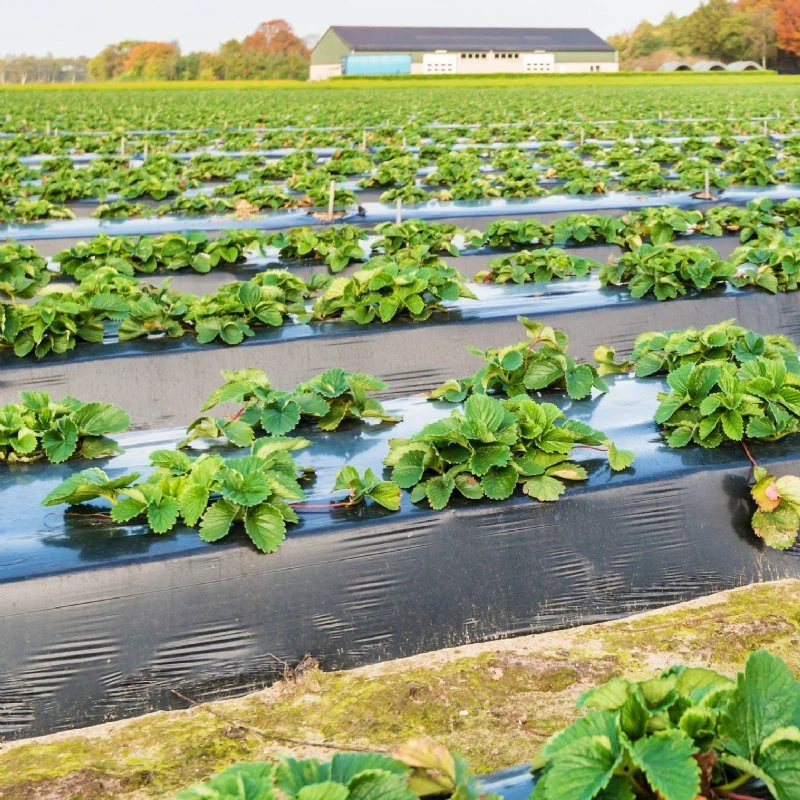 Плівка для садової мульчі